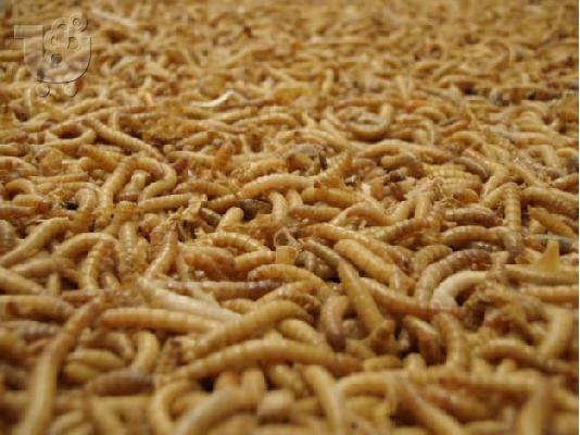 PoulaTo: Mealworms ζωντανή τροφή για ερπετά